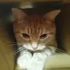 三河の商人のアイコン